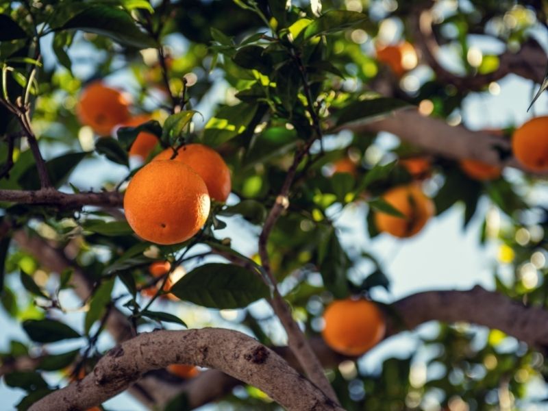 Die beliebtesten Obstbäume
