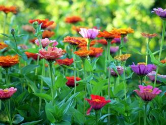 Tipps zur Frühjahrsbepflanzung
