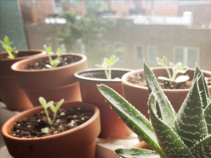 Anzucht auf der Fensterbank – erfolgreicher Start in die Gartensaison