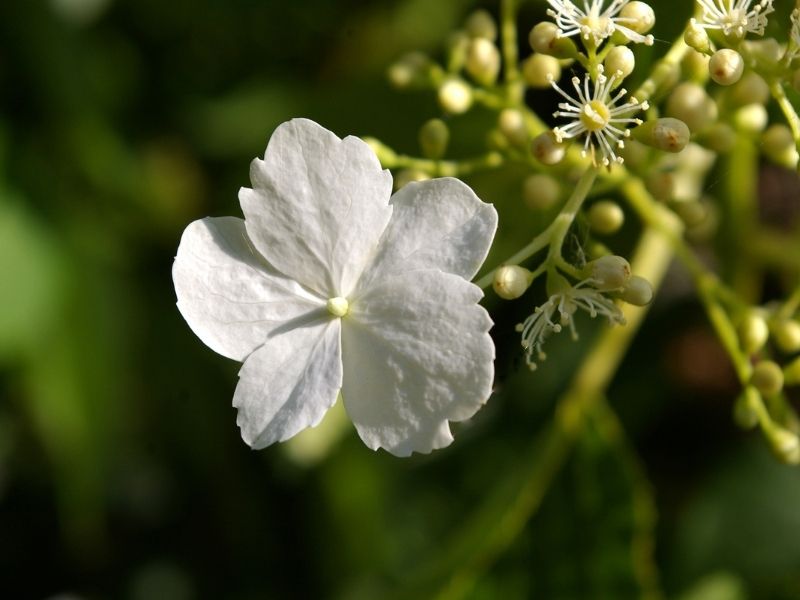 Infos zur Kletterhortensie | www.Gartenundblumen.at