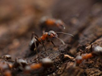 Wissenswertes zu Ameisen