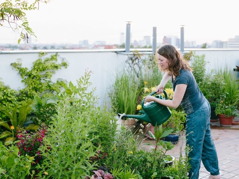 Urbane Gärten auf dem Dach Begrünung des Stadtbildes durch innovative