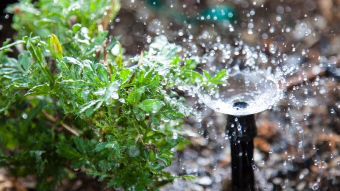 Effiziente Gartenbewässerung: Tipps und Tricks für grüne Oasen