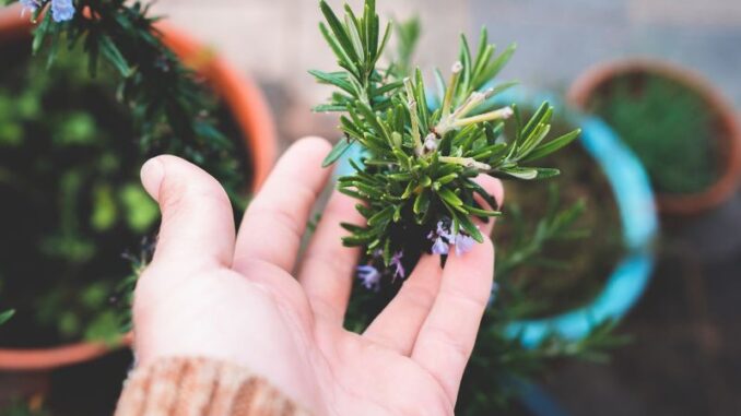 Natürliche Heilmittel aus dem Garten - Kräuter für Mensch und Tier