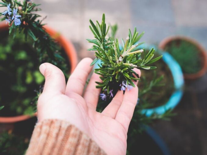 Natürliche Heilmittel aus dem Garten - Kräuter für Mensch und Tier