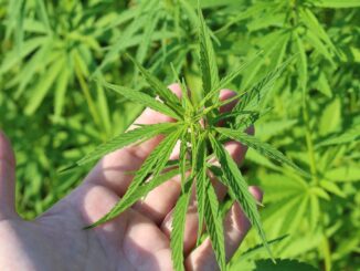 Cannabis im eigenen Garten: Was in Österreich erlaubt ist und worauf Sie achten müssen