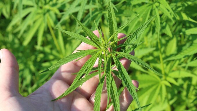 Cannabis im eigenen Garten: Was in Österreich erlaubt ist und worauf Sie achten müssen