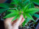 Kann CBD der neue Star im Biogarten werden?