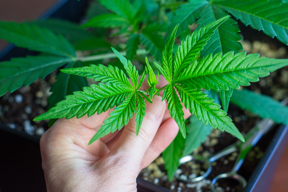Kann CBD der neue Star im Biogarten werden?