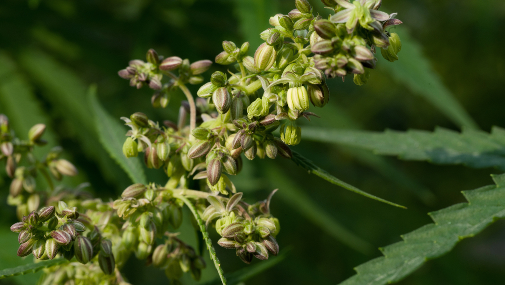 Porträt der Hanfarten: Cannabis sativa, Cannabis indica und Cannabis ruderalis – botanische Merkmale, Gartenpraxis und Auswahlhilfe