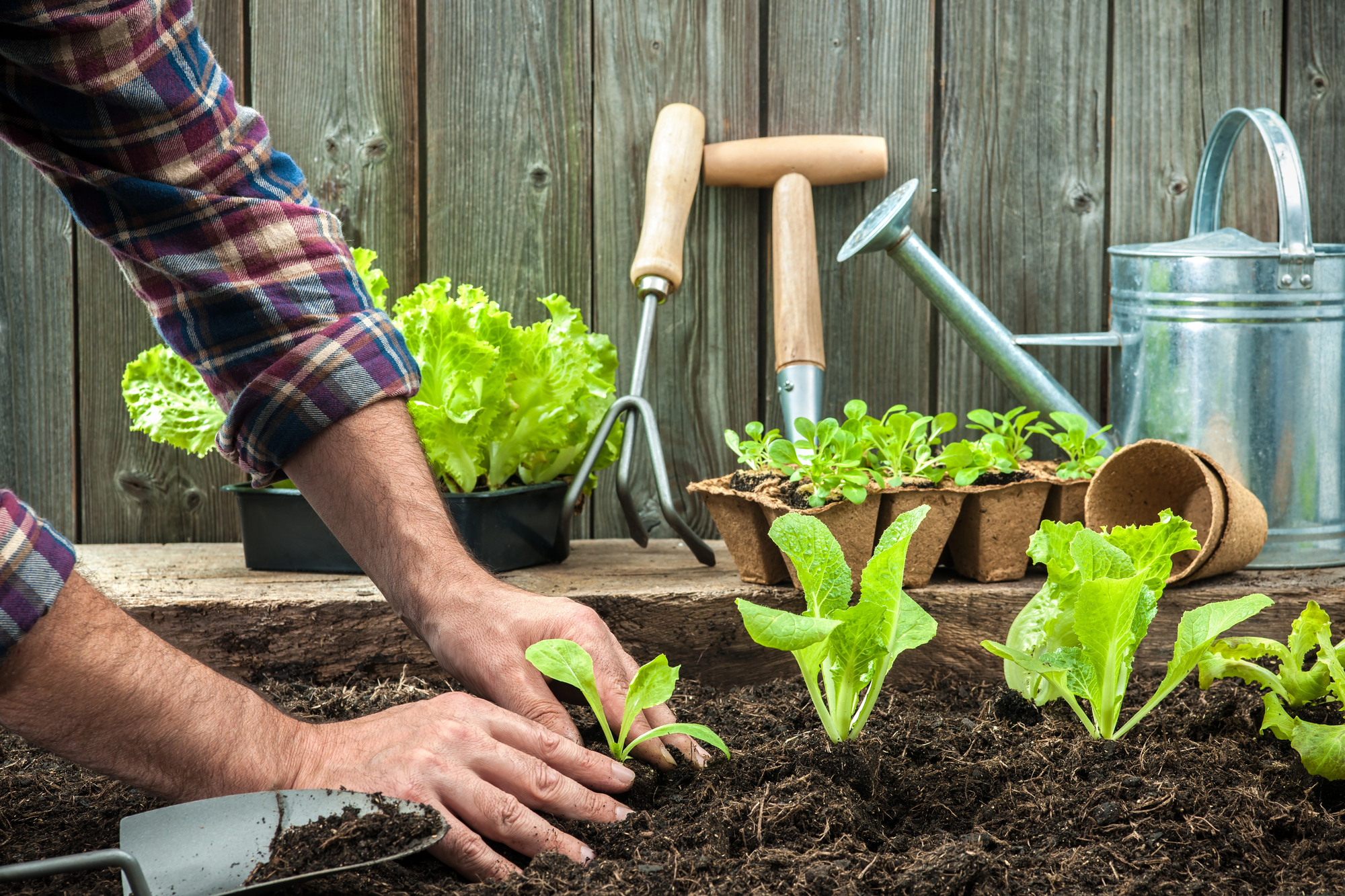 Garten fit für den Hitzesommer: Bewässern, mulchen, Boden verbessern – was wirklich hilft